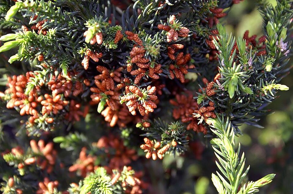 Cryptomeria japonica 'Black Dragon' (Black Dragon Japanese Cedar) (alternate view 4)