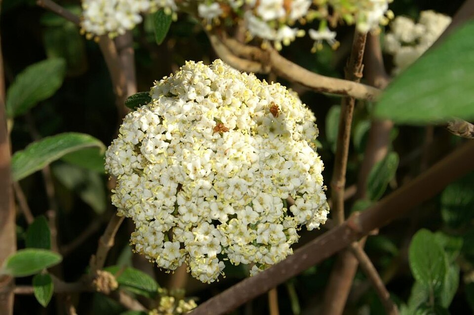 Viburnum × rhytidophylloides (lantanaphyllum viburnum) (alternate view 6)