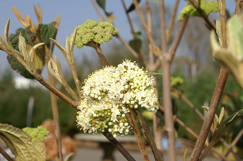 Viburnum × rhytidophylloides (lantanaphyllum viburnum) (alternate view 7)