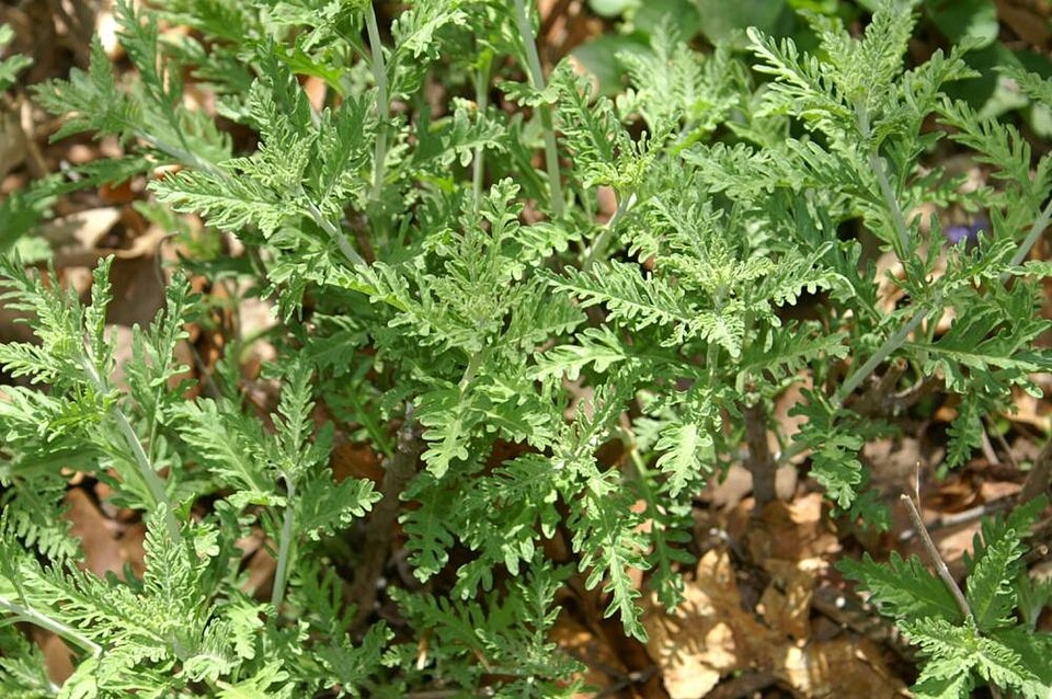 Perovskia 'Longin' (Longin Russian Sage)