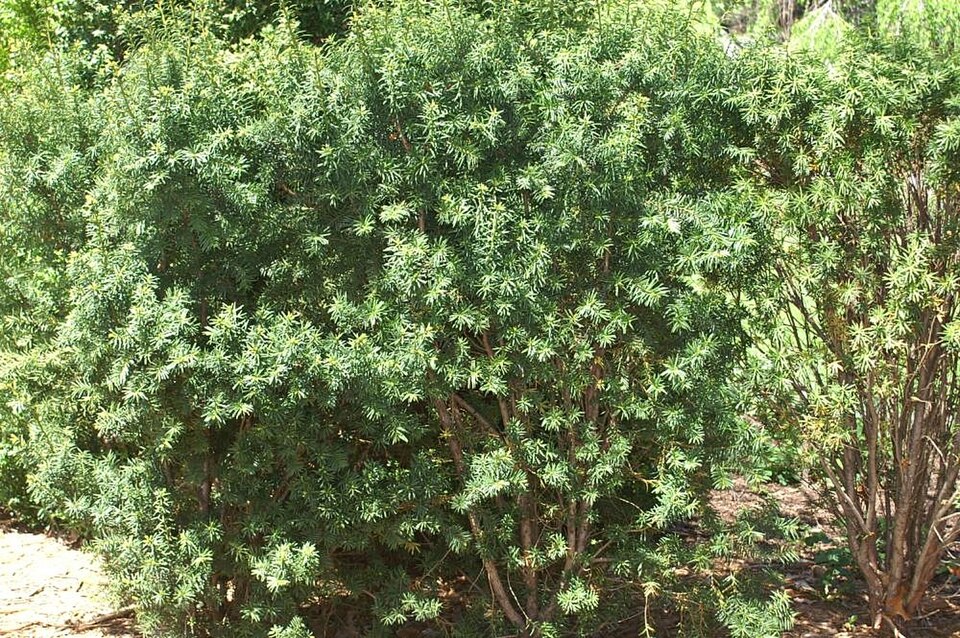Taxus × media 'Hicksii' (Hicks yew)