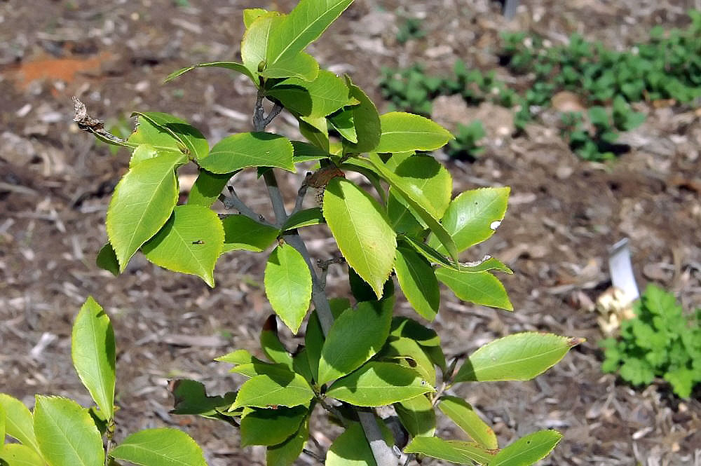 Camellia oleifera, Tea oil camellia — upright evergreen (Theaceae) (image 5 of 10)