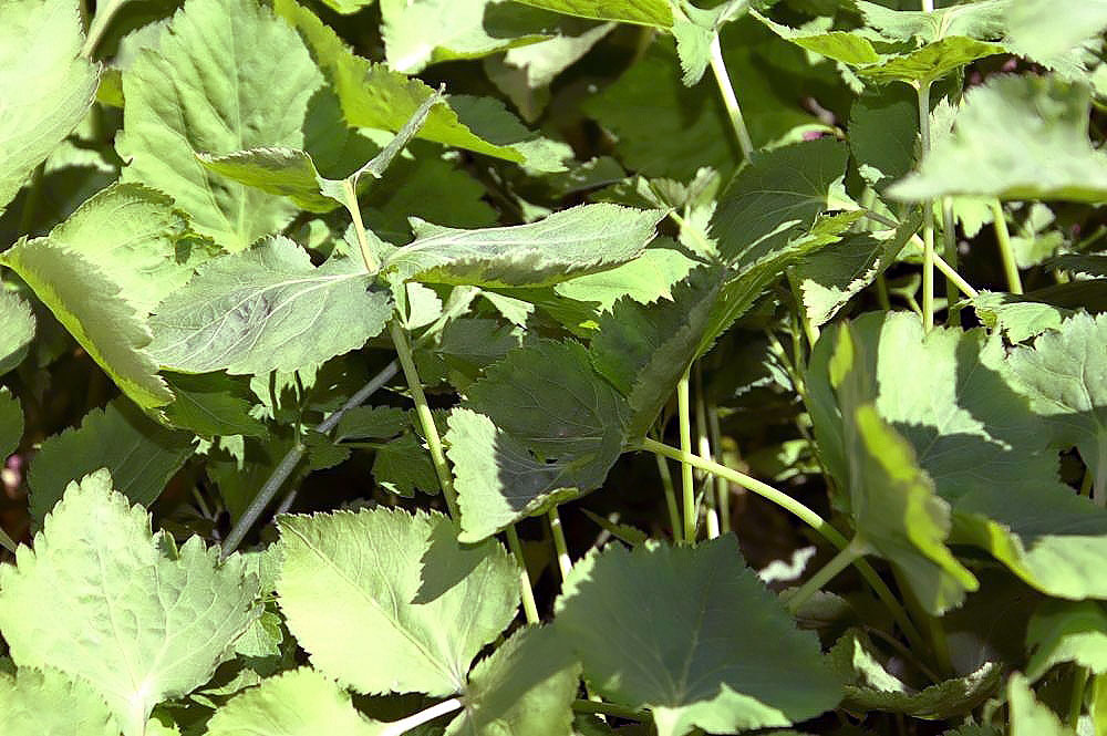 Cryptotaenia japonica, Japanese parsley (mitsuba) — clumping deciduous (Apiaceae) (image 4 of 8)