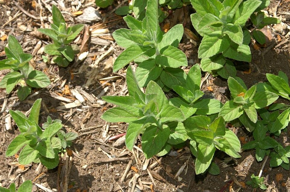 Mentha canadensis (Wild Mint) (alternate view 7)