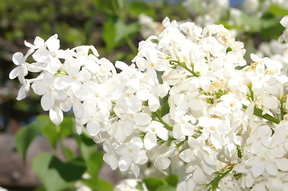 Syringa oblata, Early lilac — upright deciduous (Oleaceae) (image 5 of 9)