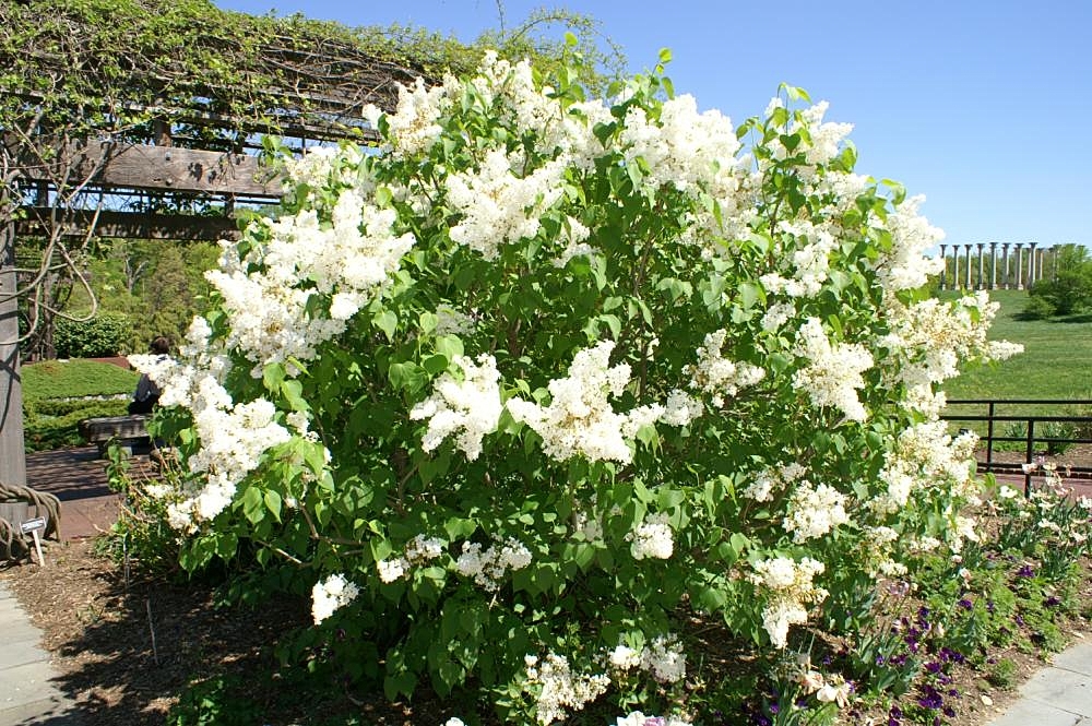 Syringa oblata, Early lilac — upright deciduous (Oleaceae) (image 6 of 9)