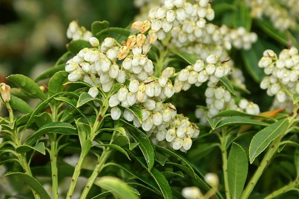 Pieris japonica 'Sarabande' (Sarabande Japanese Pieris) (alternate view 3)