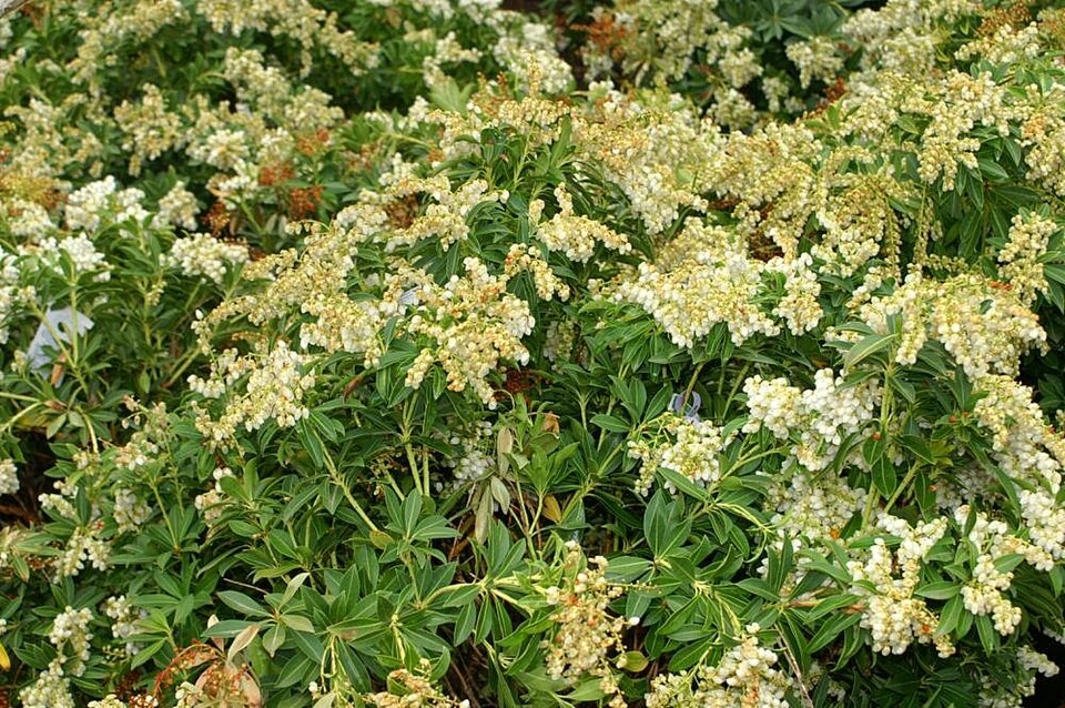 Pieris japonica 'Sarabande' (Sarabande Japanese Pieris) (alternate view 4)