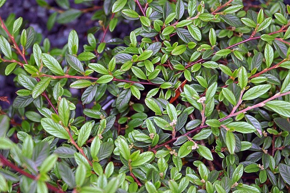 Cotoneaster salicifolius (Willow-leaved Cotoneaster)