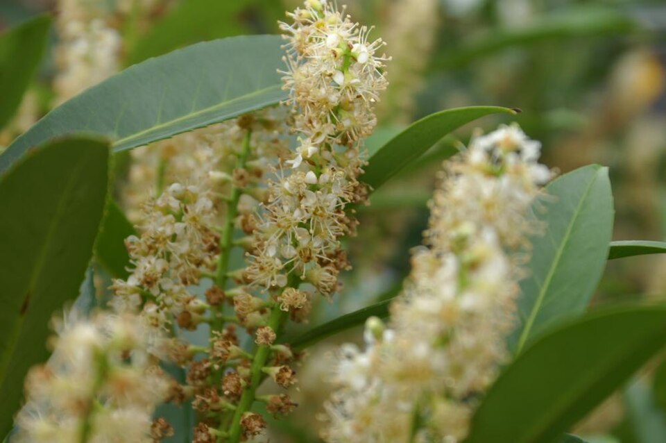 Prunus laurocerasus 'Schipkaensis' (Skip Laurel)