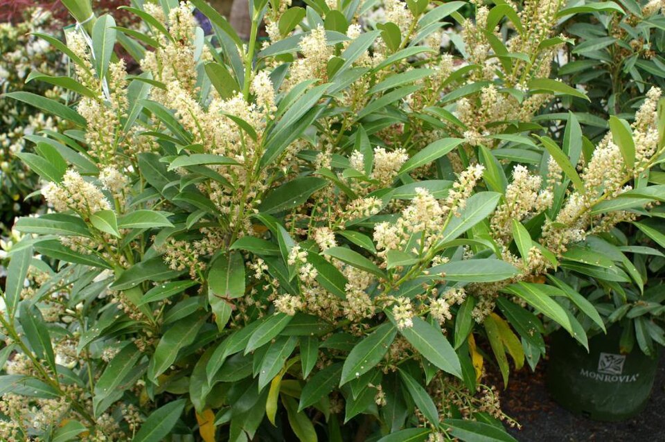 Prunus laurocerasus 'Schipkaensis' (Skip Laurel) (alternate view 2)