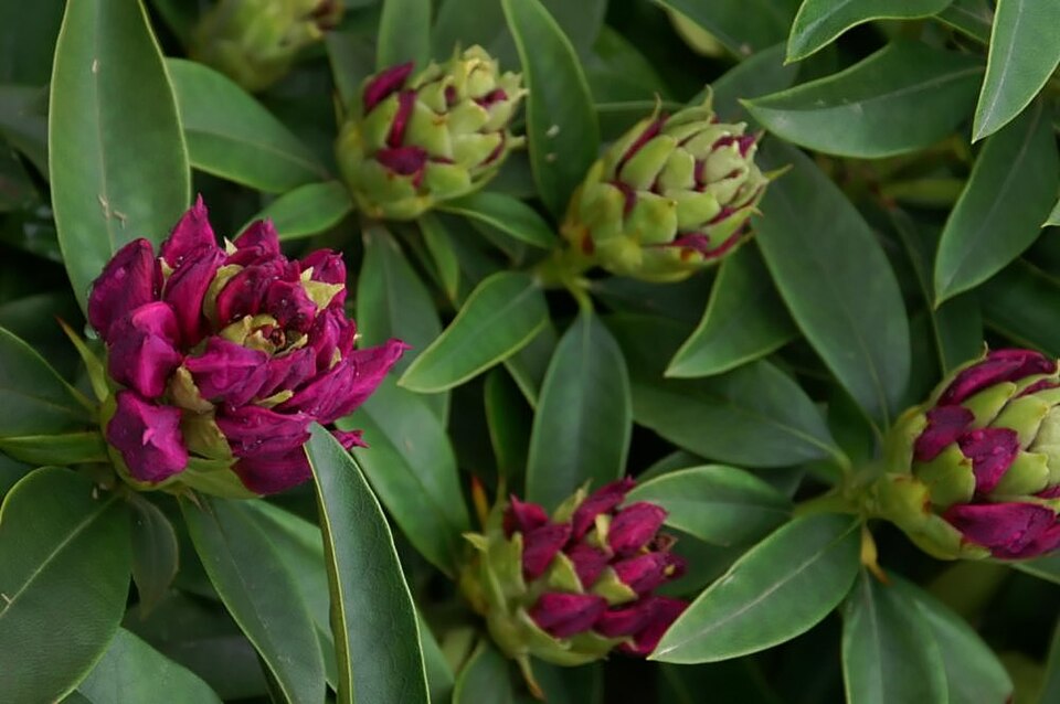 Rhododendron 'Anah Kruschke' (Anah Kruschke Rhododendron)