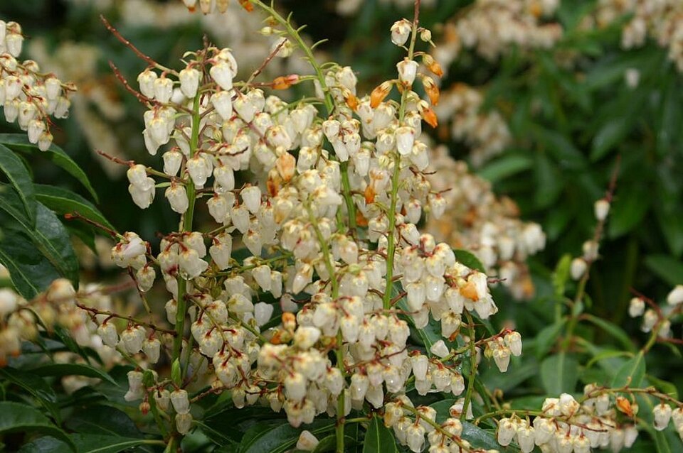 Pieris japonica 'Flamingo' (Flamingo Japanese Pieris)