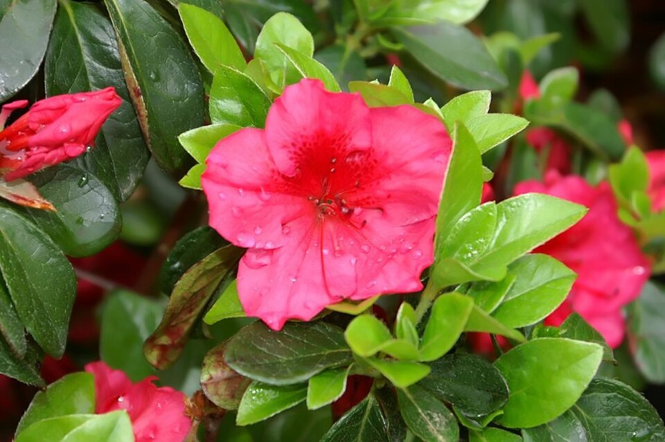 Rhododendron 'Girard''s Crimson' (Girard's Crimson Azalea) (alternate view 3)