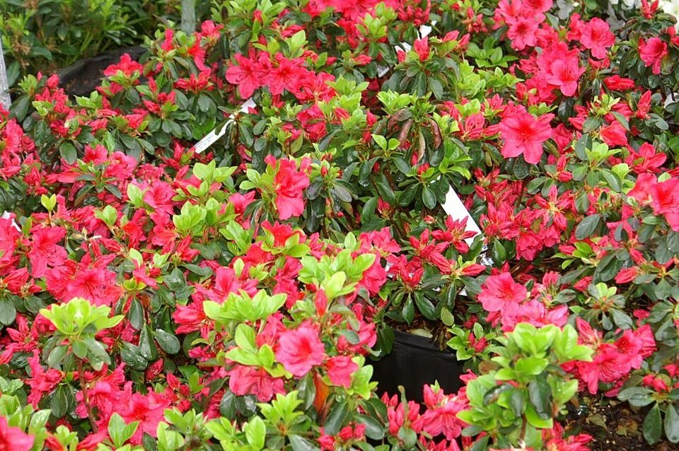 Rhododendron 'Girard''s Crimson' (Girard's Crimson Azalea) (alternate view 4)