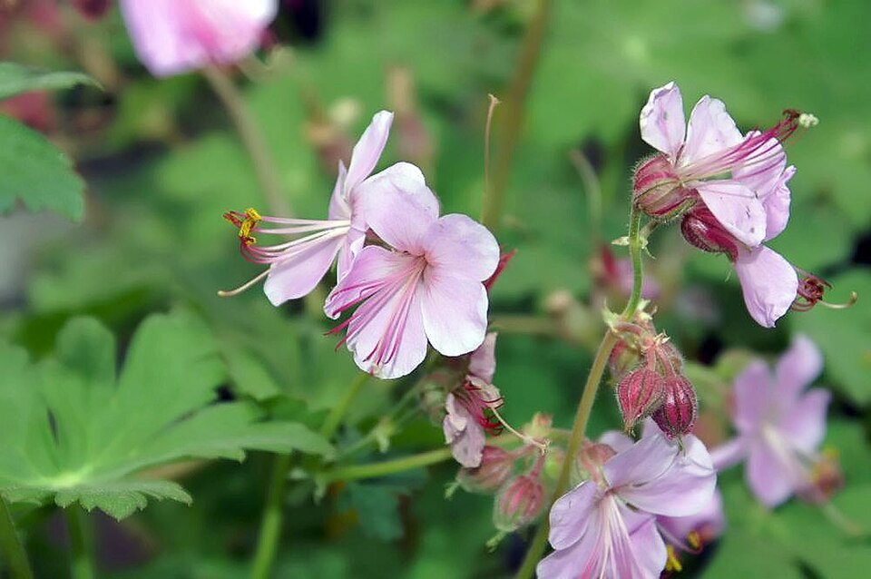 Geranium macrorrhizum 'Ingwersen's Variety' (Ingwersen's Variety) (alternate view 2)