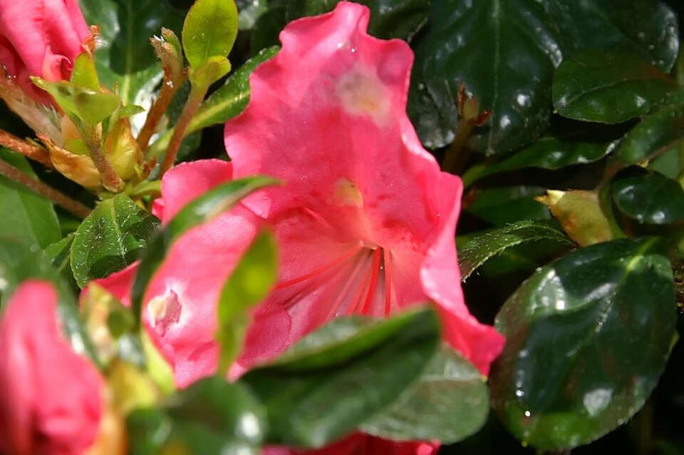 Rhododendron 'Conversation Piece' (Conversation Piece Azalea)
