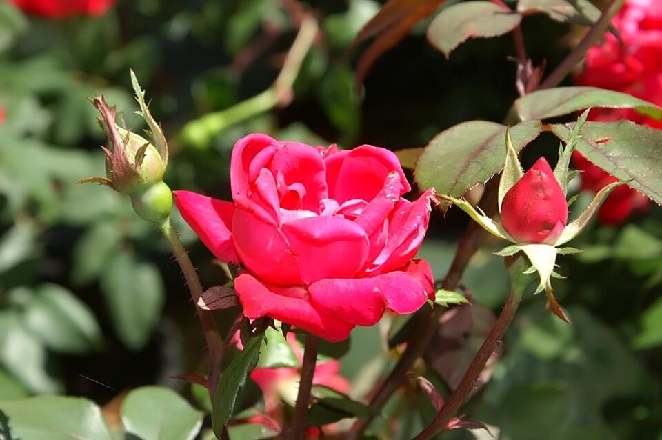 Rosa 'Double Knock Out' (Double Knock Out Rose)
