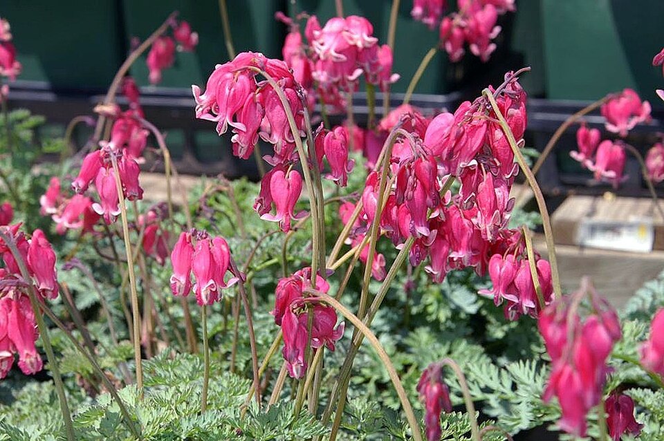 Dicentra 'King of Hearts' (King of Hearts Bleeding Heart) (alternate view 3)