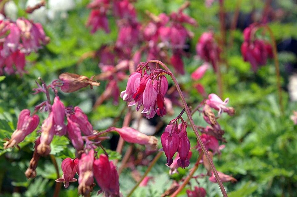 Dicentra 'King of Hearts' (King of Hearts Bleeding Heart) (alternate view 4)