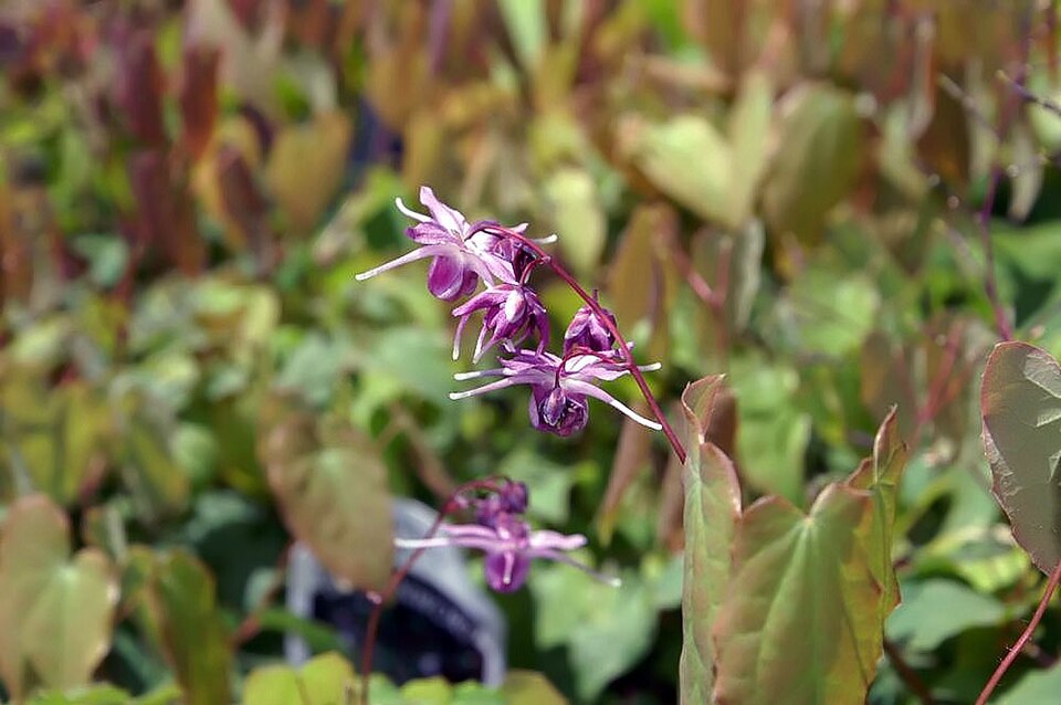 Epimedium grandiflorum 'Lilafee' (alternate view 2)