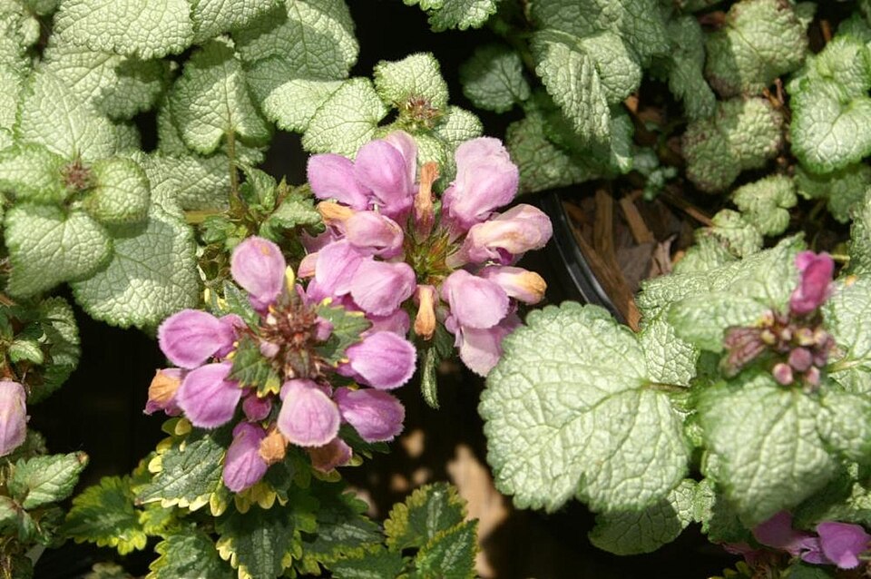 Lamium maculatum 'Beacon Silver' (alternate view 5)