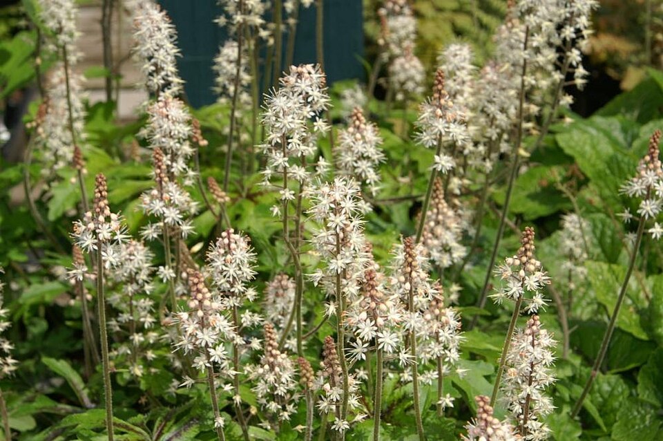 Tiarella (foamflowers) (alternate view 3)