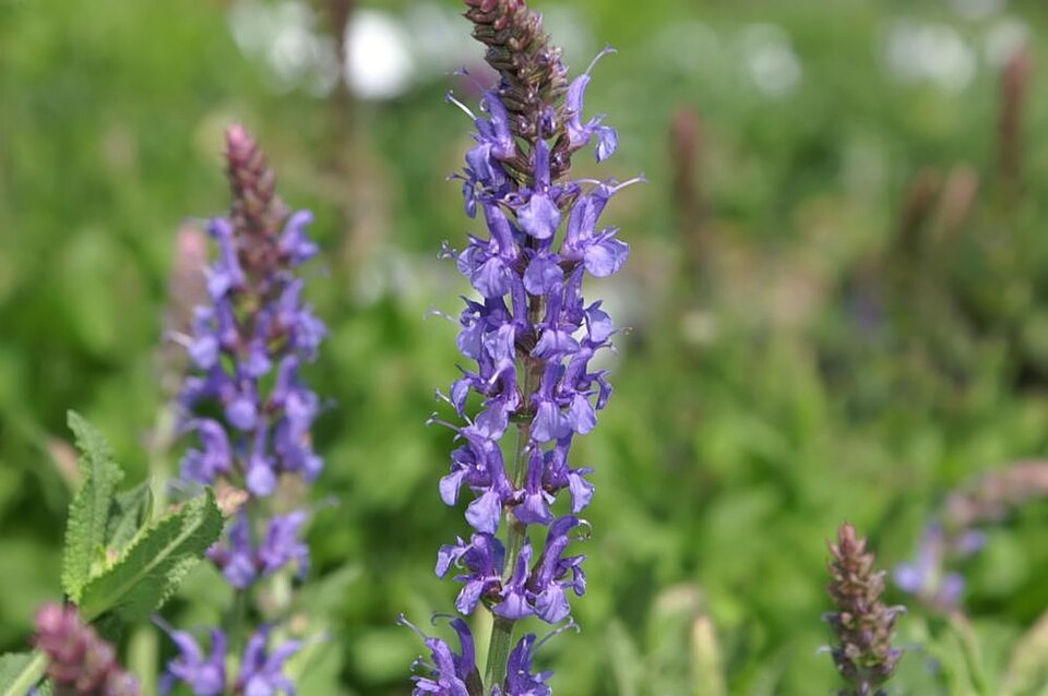 Salvia nemorosa 'Blue Hill' (Blue Hill Meadow Sage) (alternate view 2)