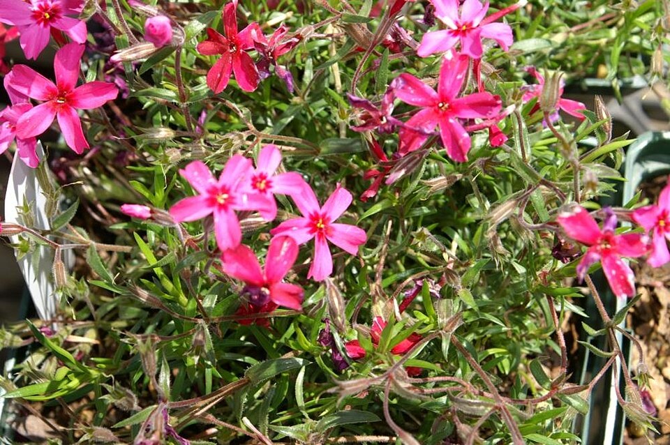 Phlox subulata 'Scarlet Flame' (Scarlet Flame Carpet Phlox) (alternate view 5)