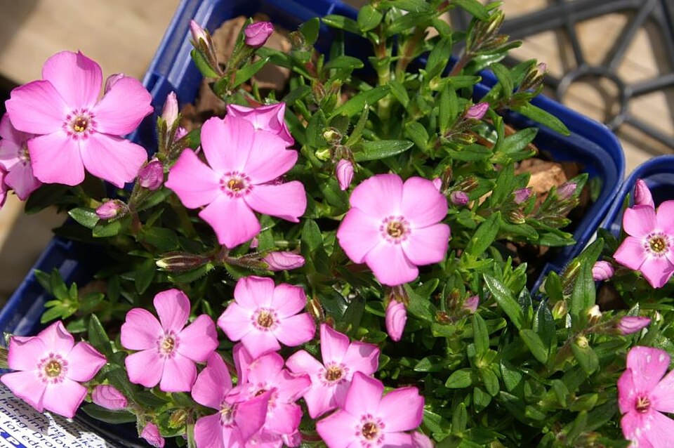 Phlox subulata 'Emerald Pink' (Emerald Pink Creeping Phlox) (alternate view 2)
