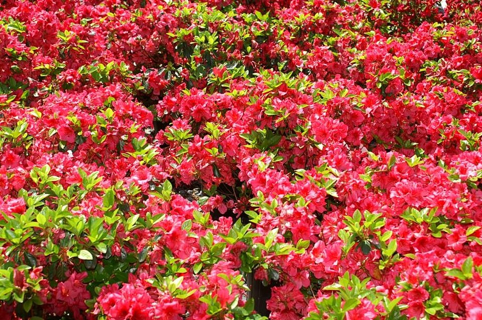 Rhododendron 'Girard''s Crimson' (Girard's Crimson Azalea) (alternate view 5)
