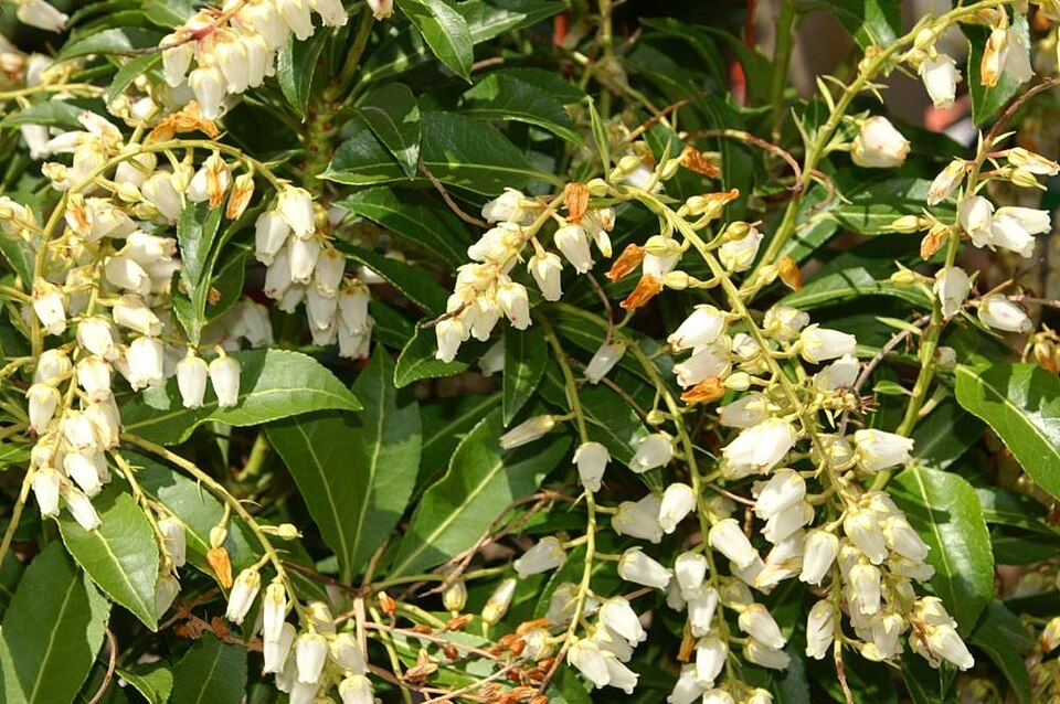 Pieris japonica 'Mountain Fire' (Pieris Mountain Fire) (alternate view 5)