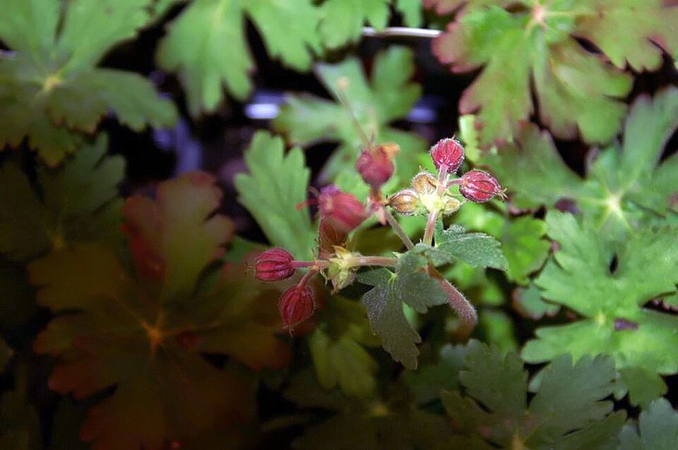 Geranium macrorrhizum 'Ingwersen's Variety' (Ingwersen's Variety) (alternate view 3)