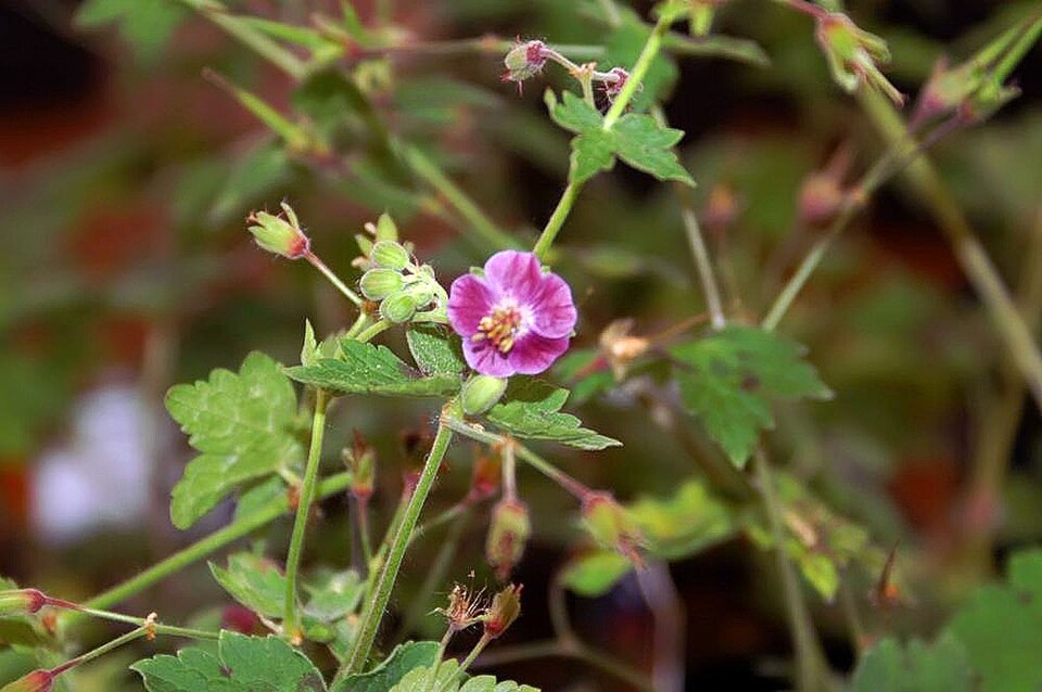 Geranium cantabrigiense (Cambridge Geranium) (alternate view 9)