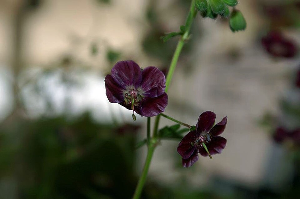 Geranium phaeum 'Samobor' (Samobor Geranium) (alternate view 3)