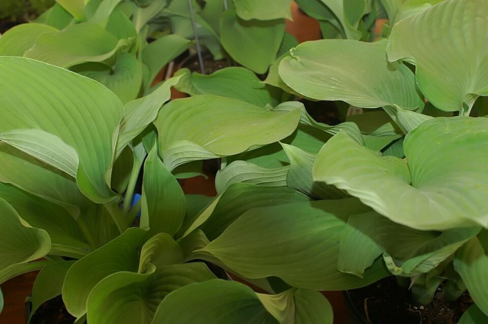Hosta 'Blue Angel' (Blue Angel Hosta) (alternate view 2)