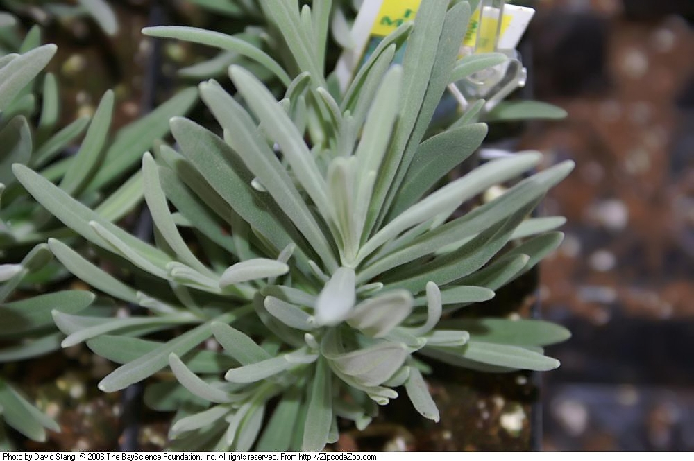 Lavandula intermedia 'Grosso', Grosso lavandin — mounding evergreen (Lamiaceae) (image 2 of 3)