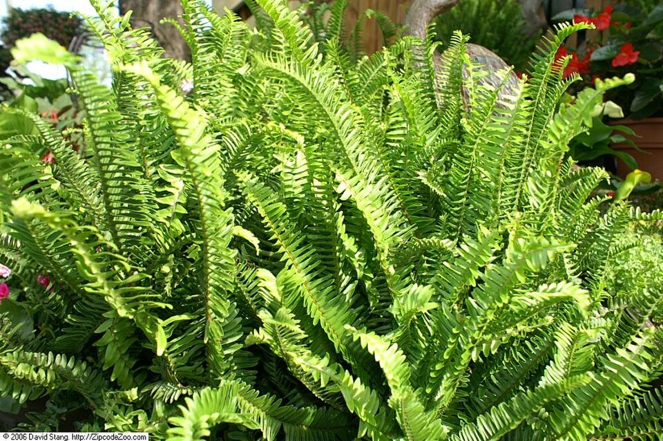 Nephrolepis obliterata (Kimberley Queen Fern)