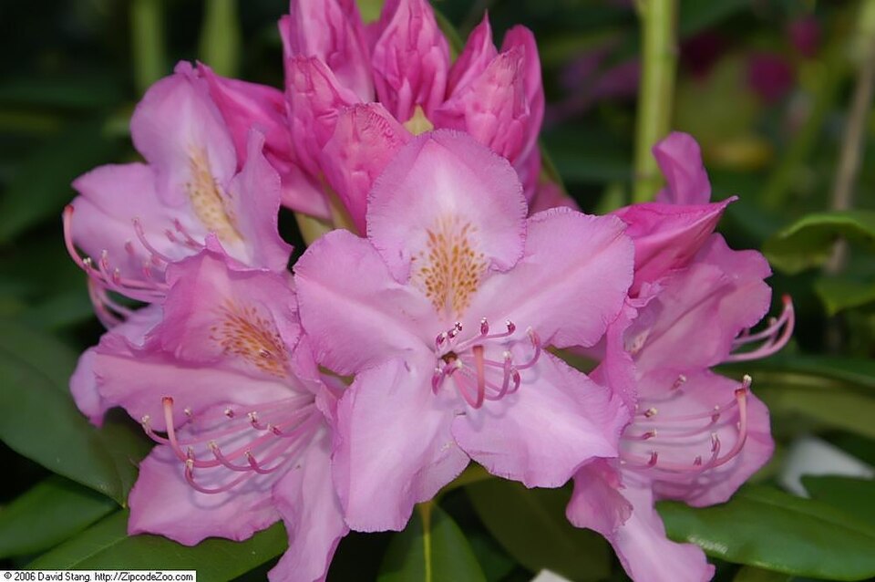 Rhododendron 'Roseum Pink' (Roseum Pink Rhododendron)