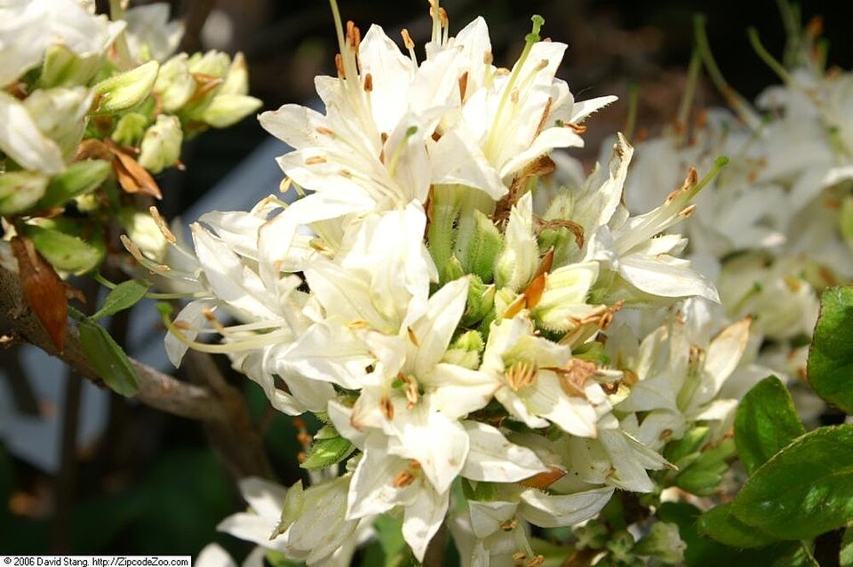 Rhododendron 'Snowbird' (Snowbird Rhododendron)