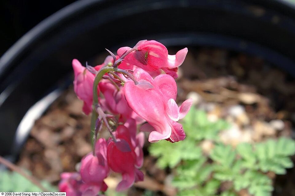 Dicentra 'King of Hearts' (King of Hearts Bleeding Heart) (alternate view 5)