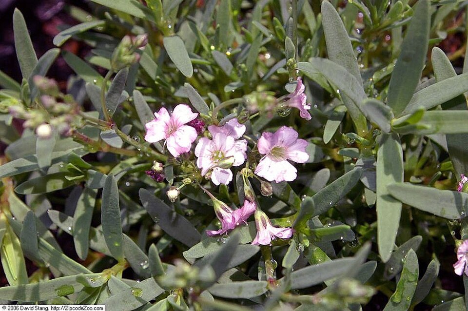 Gypsophila repens 'Rosea'