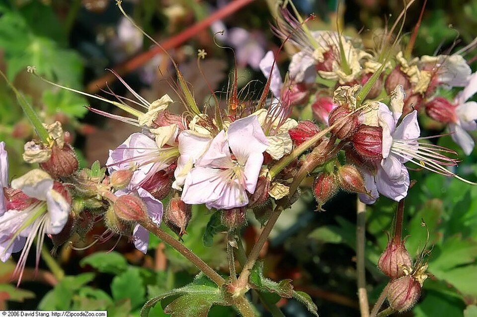 Geranium macrorrhizum 'Ingwersen's Variety' (Ingwersen's Variety) (alternate view 4)