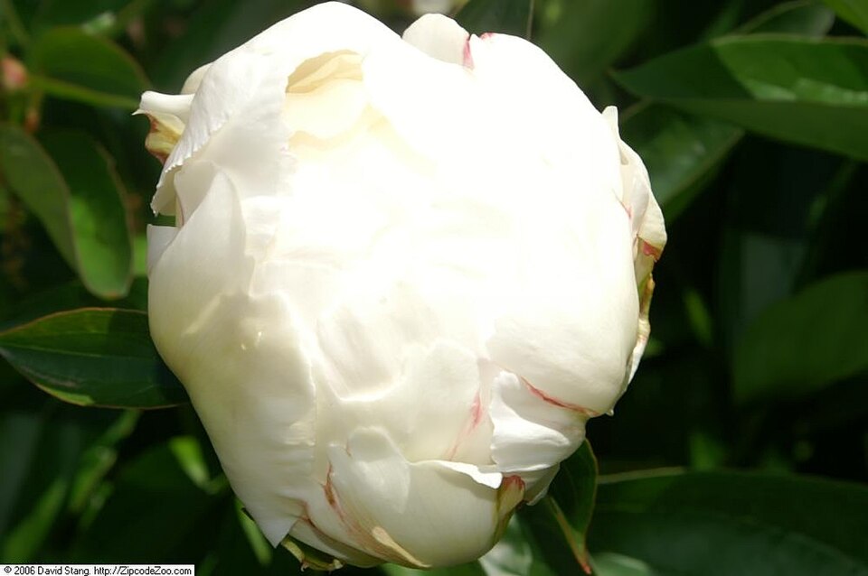 Paeonia 'Bowl of Cream' (Bowl of Cream Peony) (alternate view 3)