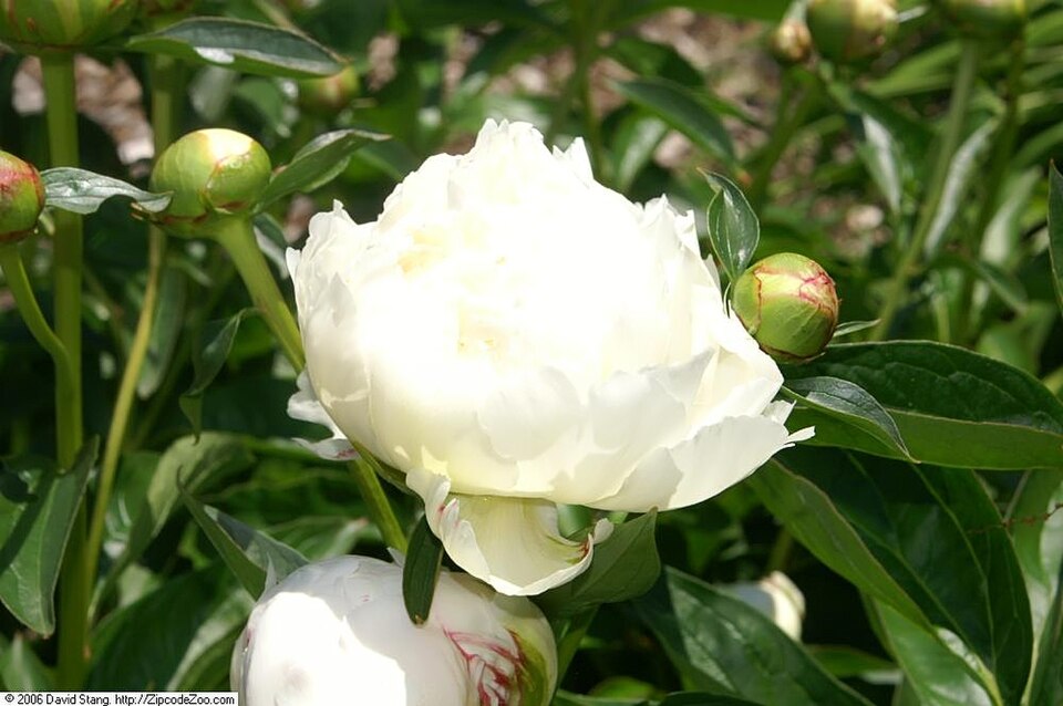 Paeonia 'Bowl of Cream' (Bowl of Cream Peony) (alternate view 4)