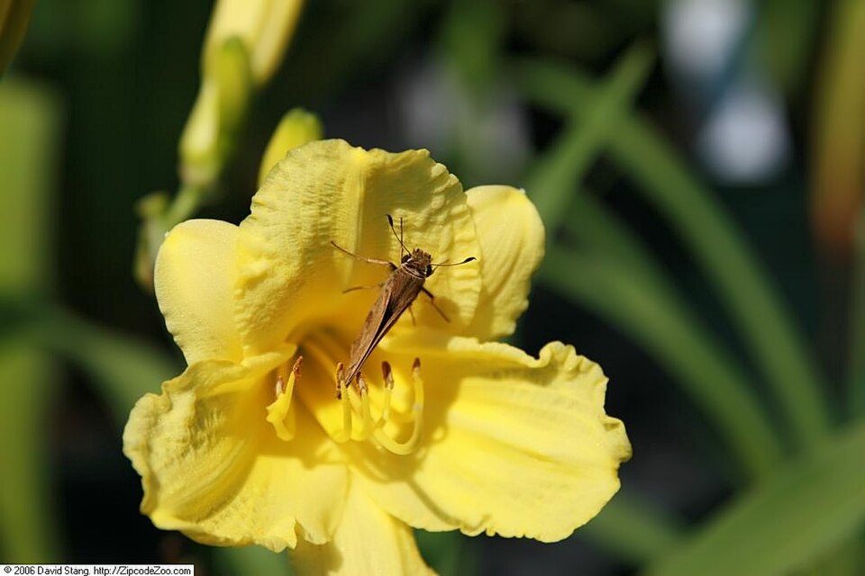 Hemerocallis × 'Happy Returns' (Happy Returns Daylily) (alternate view 5)
