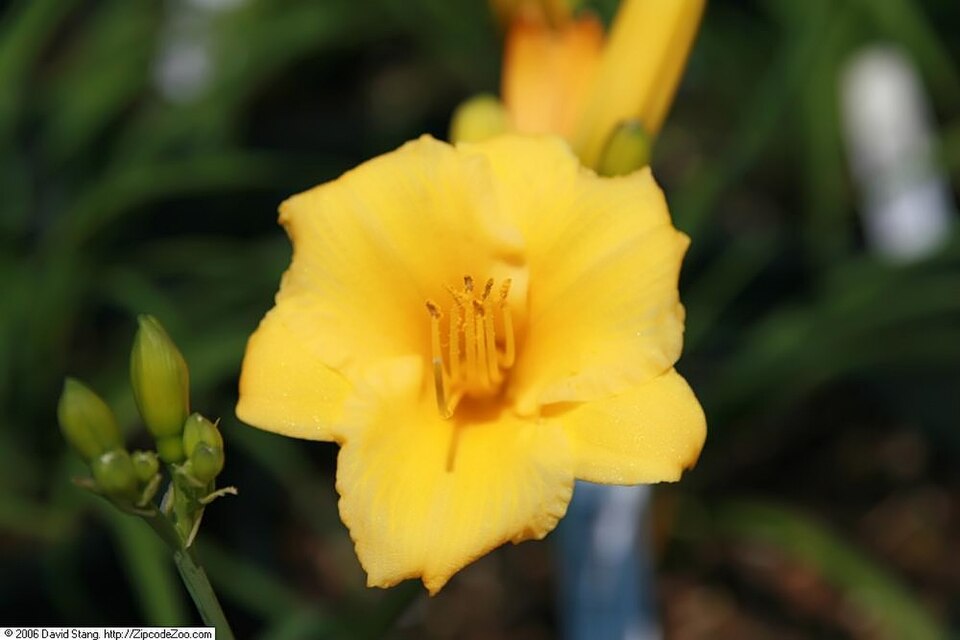 Hemerocallis × 'Stella de Oro' (Stella de Oro Daylily) (alternate view 4)