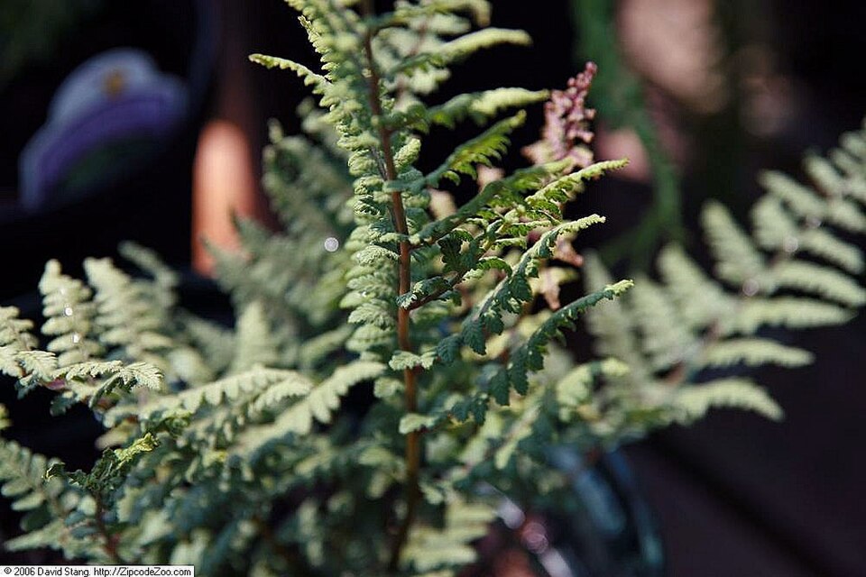 Athyrium 'Ghost' (Ghost Fern)