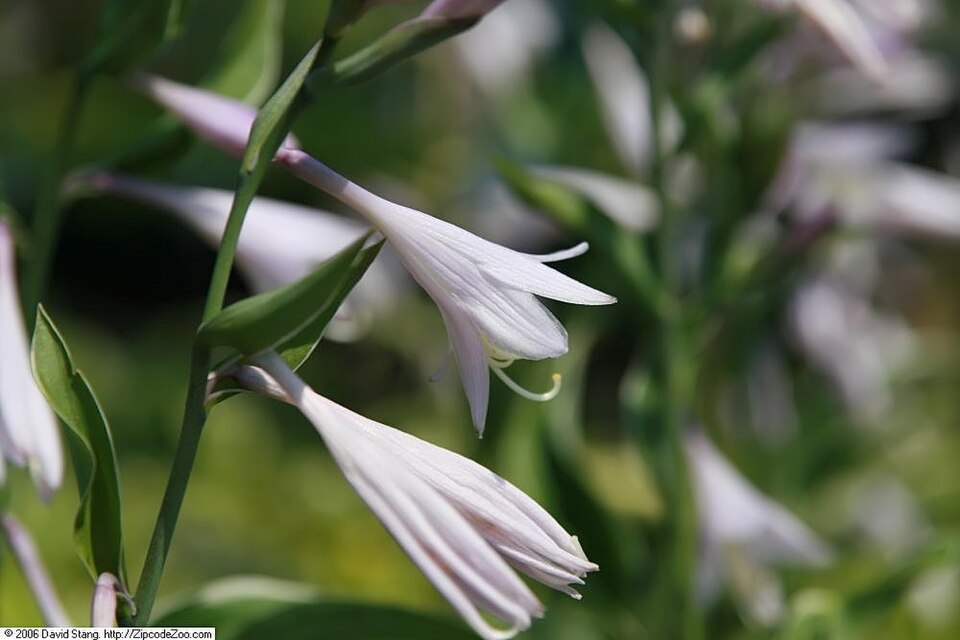 Hosta 'Francee' (Francee Hosta) (alternate view 3)