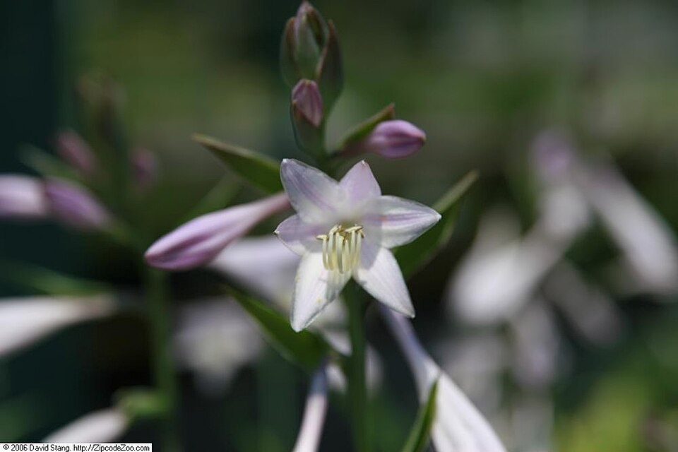 Hosta 'Francee' (Francee Hosta) (alternate view 4)